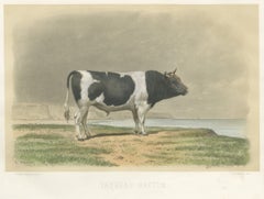 Breton Bull, Antique Cattle Print after Constant Troyon, 1873