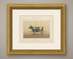 Breton Cow, French Cattle Breed, Antique Chromolithograph by Borie, 1863