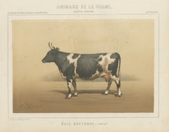 Breton Cow, French Cattle Breed, Antique Chromolithograph by Borie, 1863