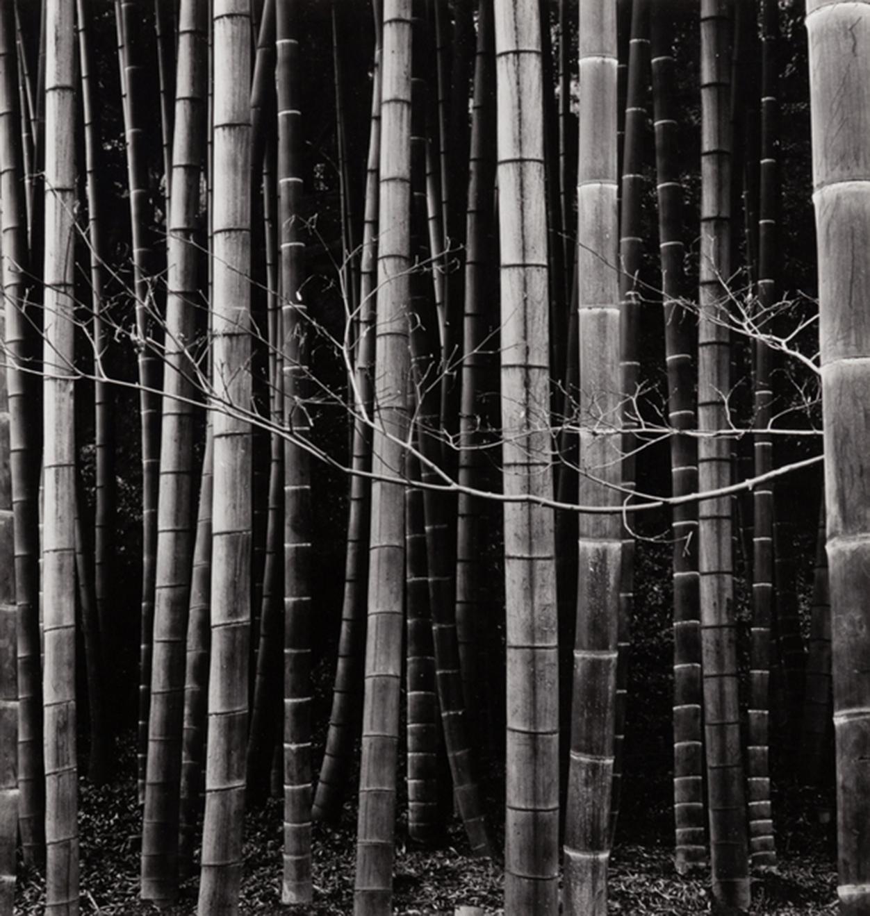 Brett Weston Landscape Photograph - Bamboo Forest, Japan, 1970