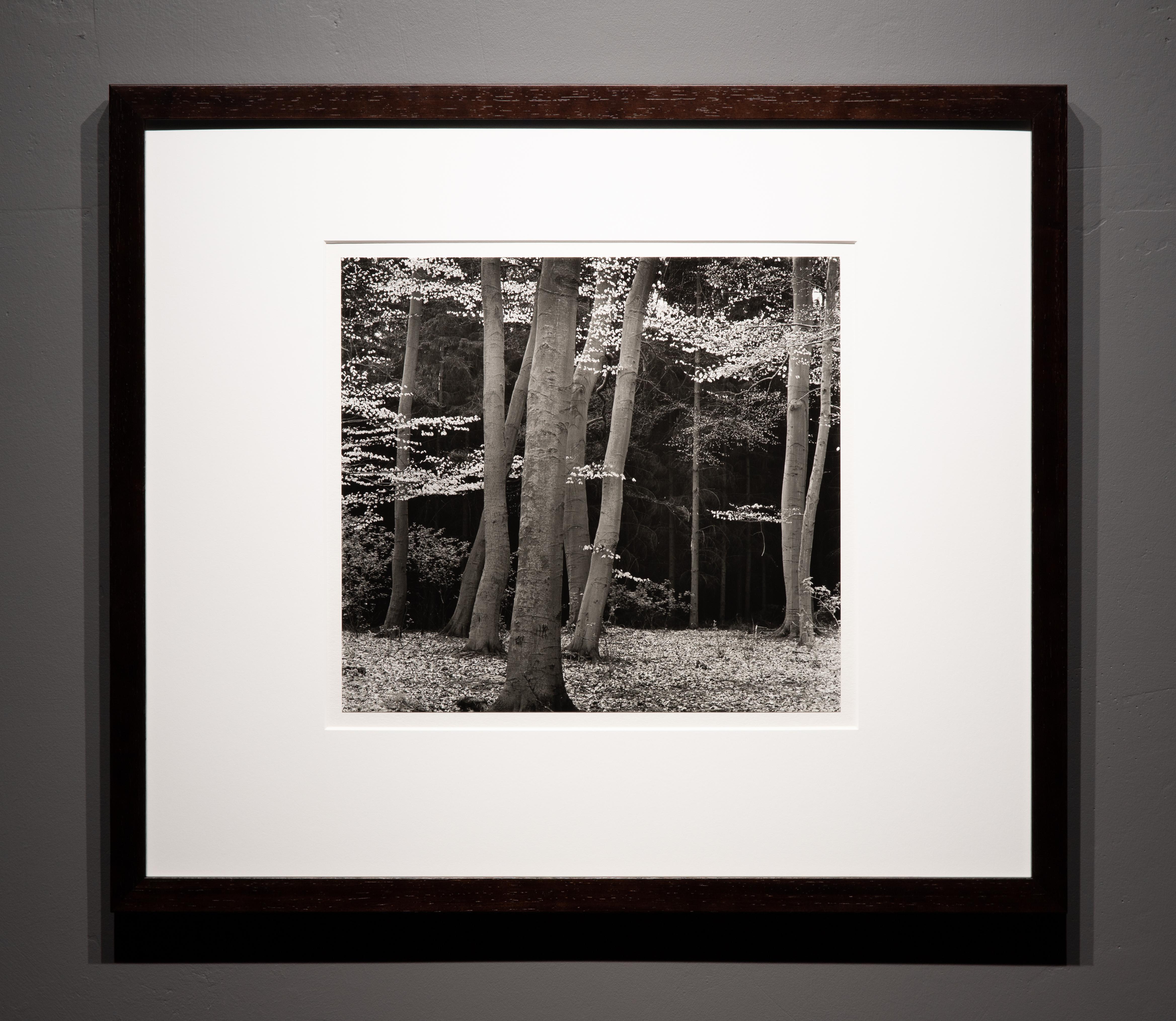 Beech Forest, Holland - Photograph by Brett Weston
