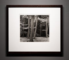 Beech Forest, Holland