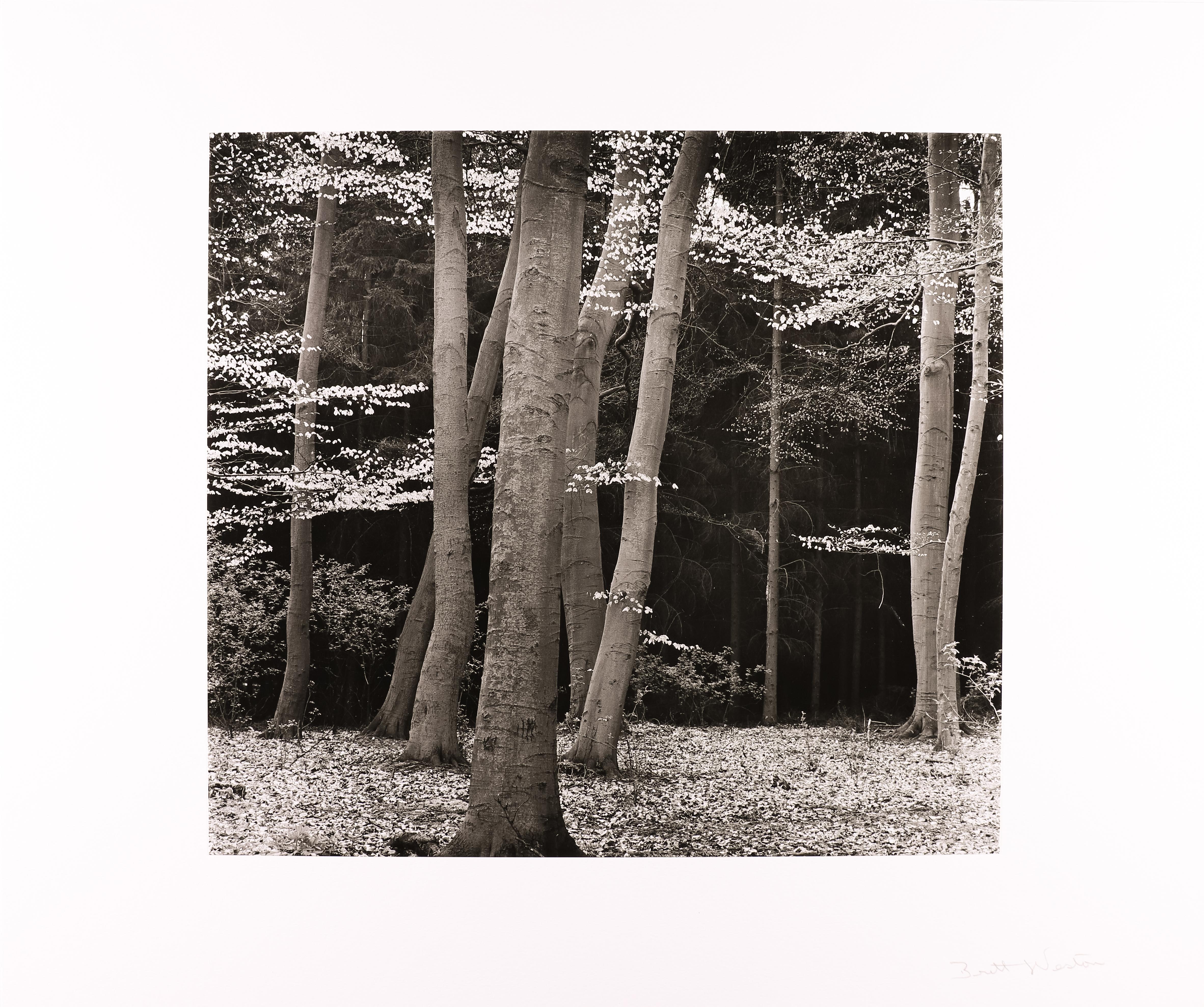 Beech Forest, Holland - Black Black and White Photograph by Brett Weston
