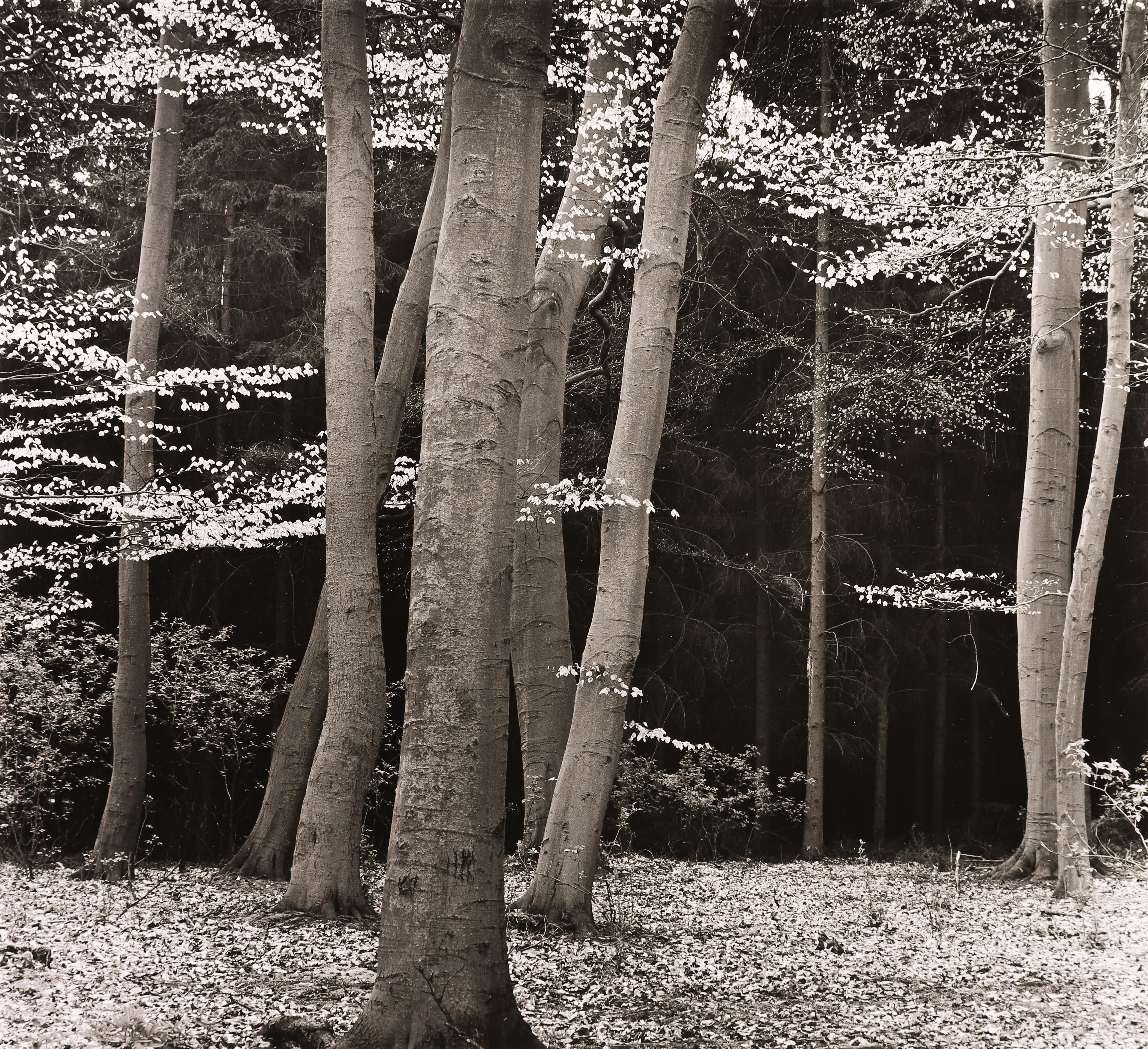 Brett Weston Black and White Photograph - Beech Forest, Holland