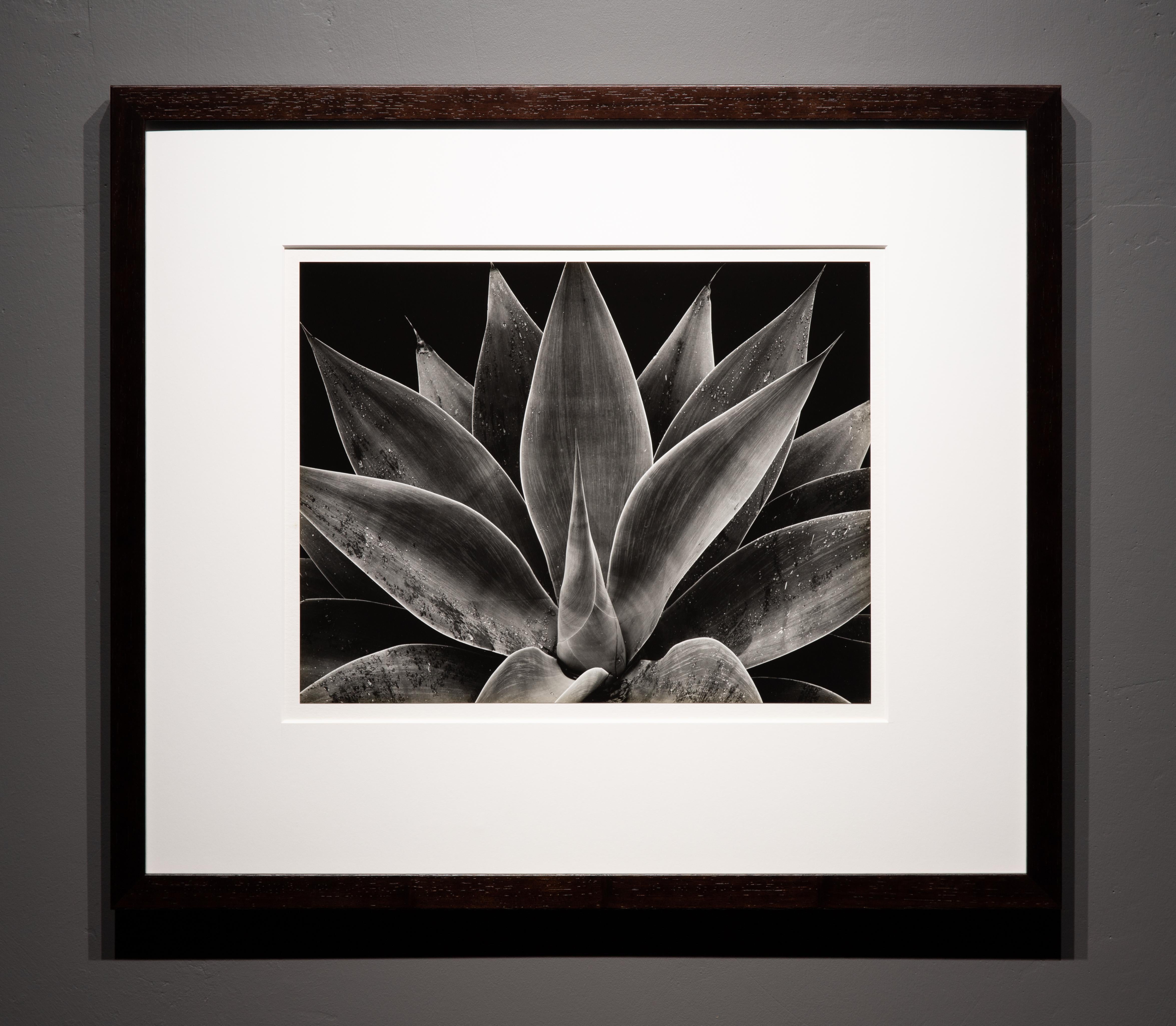 Century Plant - Photograph de Brett Weston