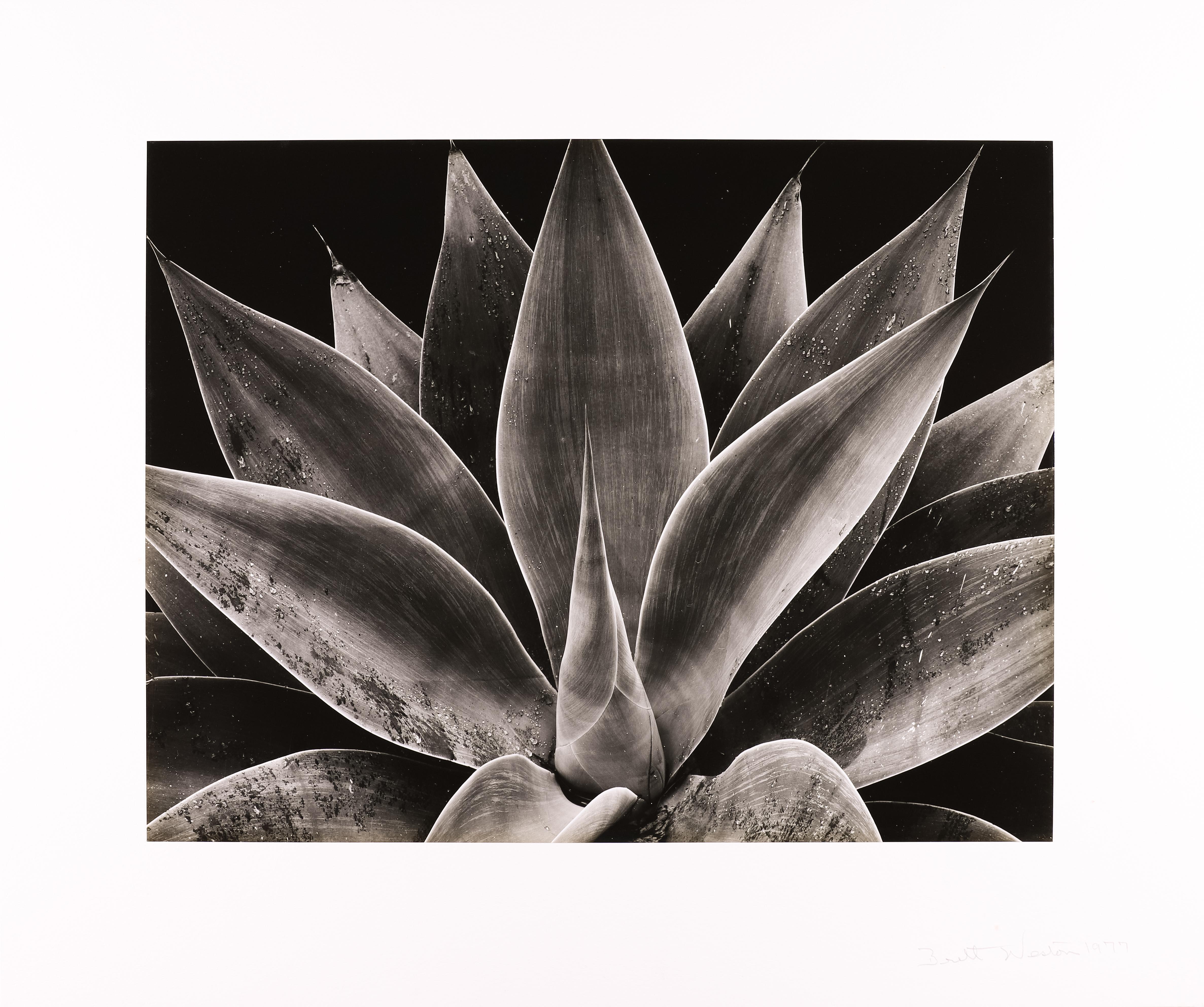 Century Plant - Noir Black and White Photograph par Brett Weston