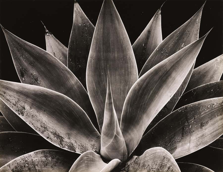 Century Plant