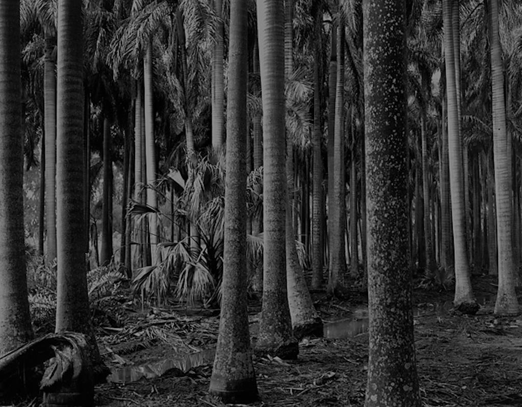 Florida, Trees, Palms, Vintage Photograph. Rare, Flora  Printed 1947.
Stellar Photograph an incredible image in person. 


Brett Weston (1911-1993) is widely regarded as one of the leading photographers of the twentieth century. He is known