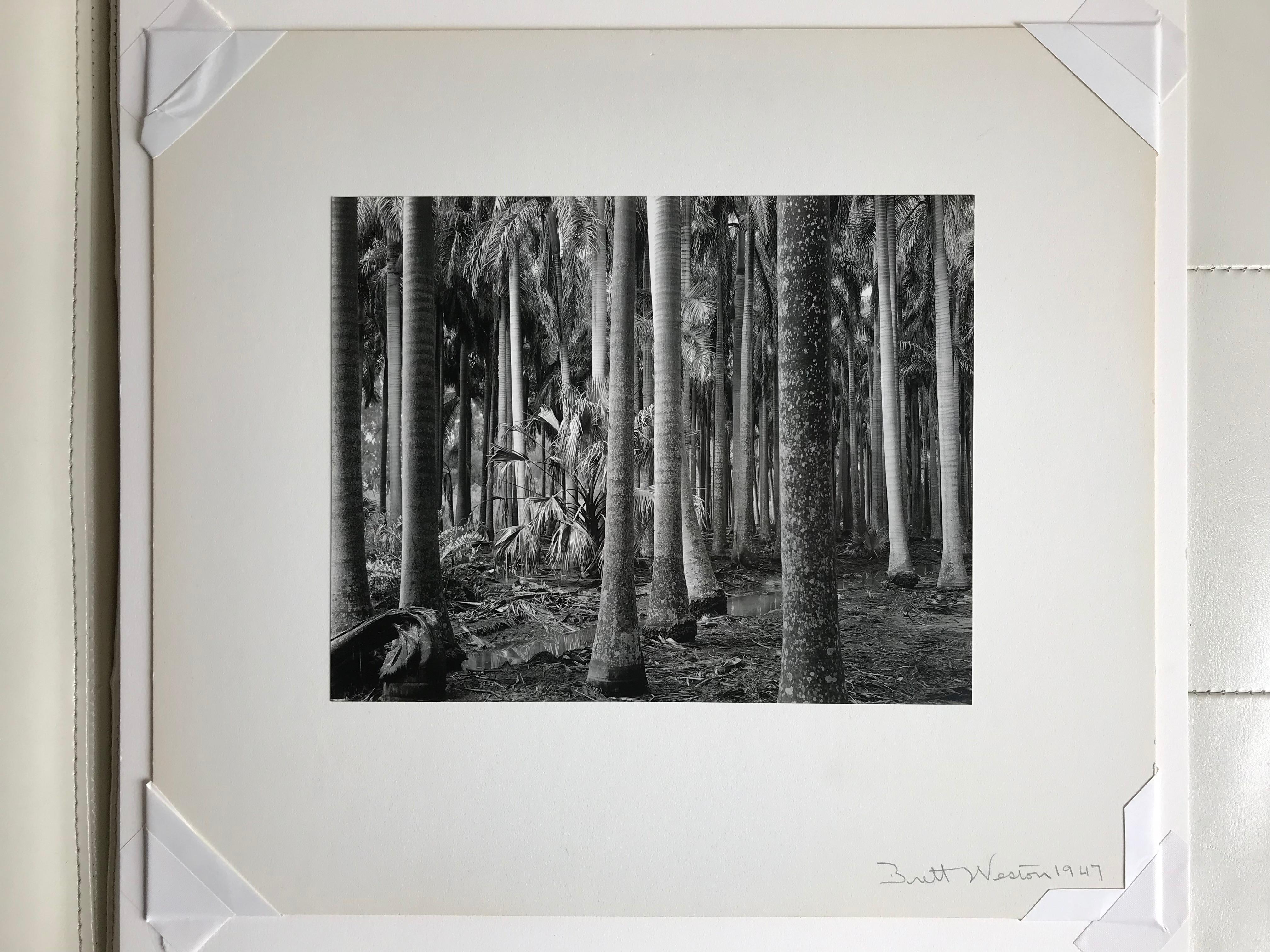 Brett Weston Landscape Photograph - Florida Palms 1947 Vintage Photograph