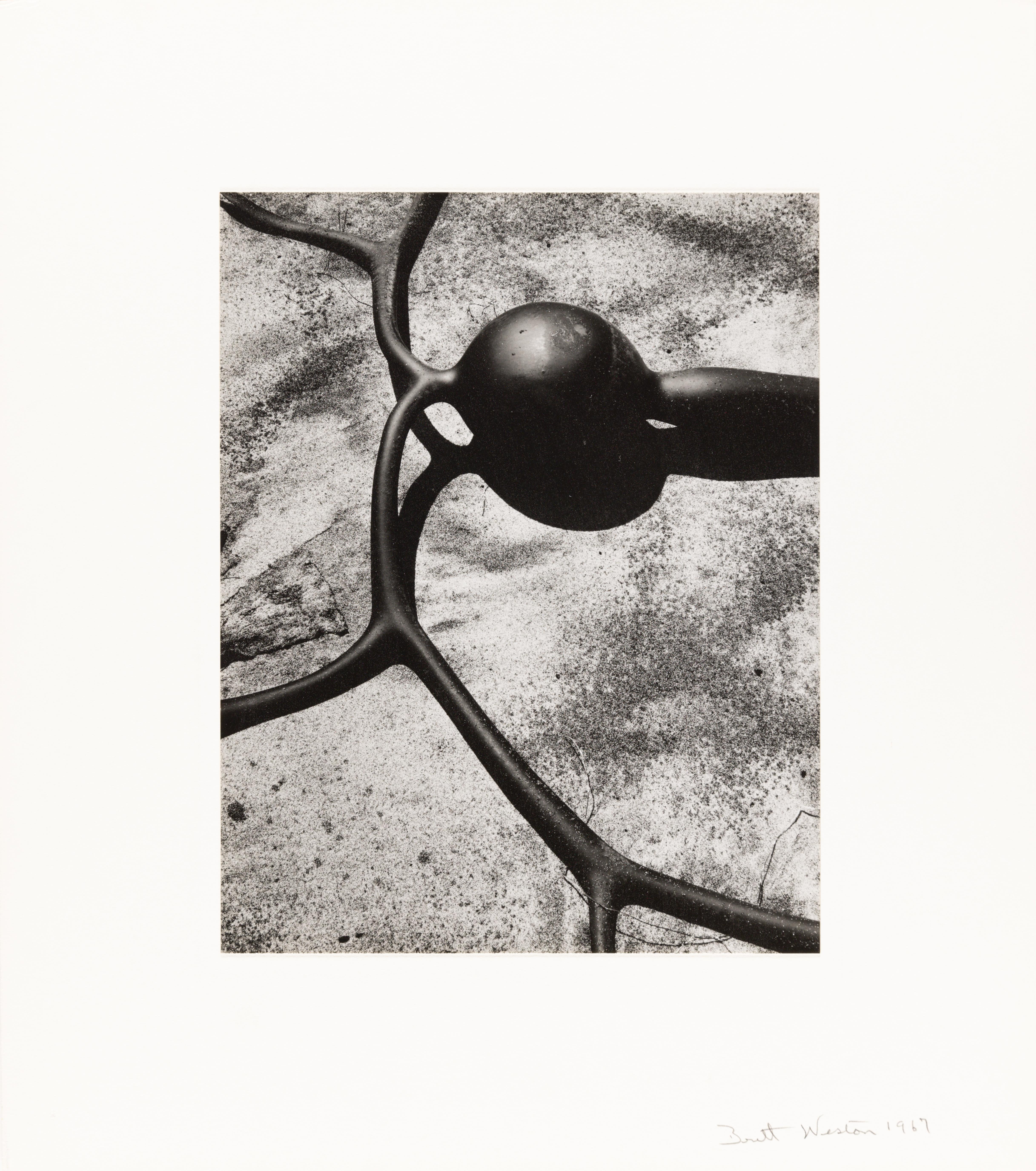 Kelp, Baja California – Photograph von Brett Weston
