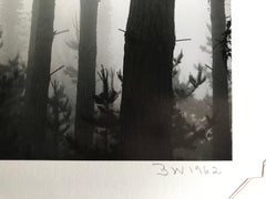 Monterey Pines 1962 Vintage Photograph