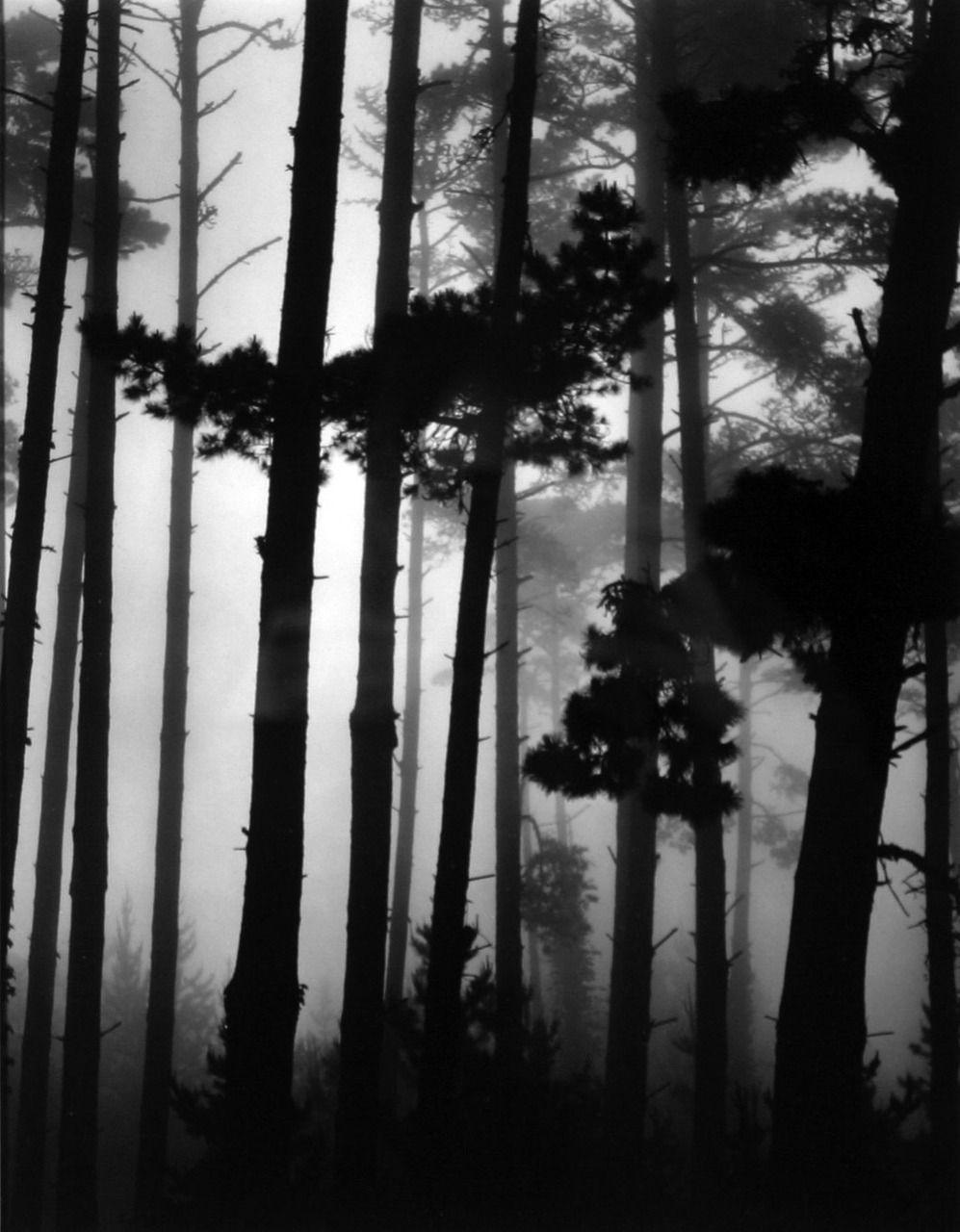 Pine Tree, Trees, Monterey, Pebble Beach, Fog, Landscape, Vintage Photograph. Rare,  Printed 1962
One of Brett Weston's most published photographs. Personal favorite.

Brett Weston (1911-1993) is widely regarded as one of the leading photographers