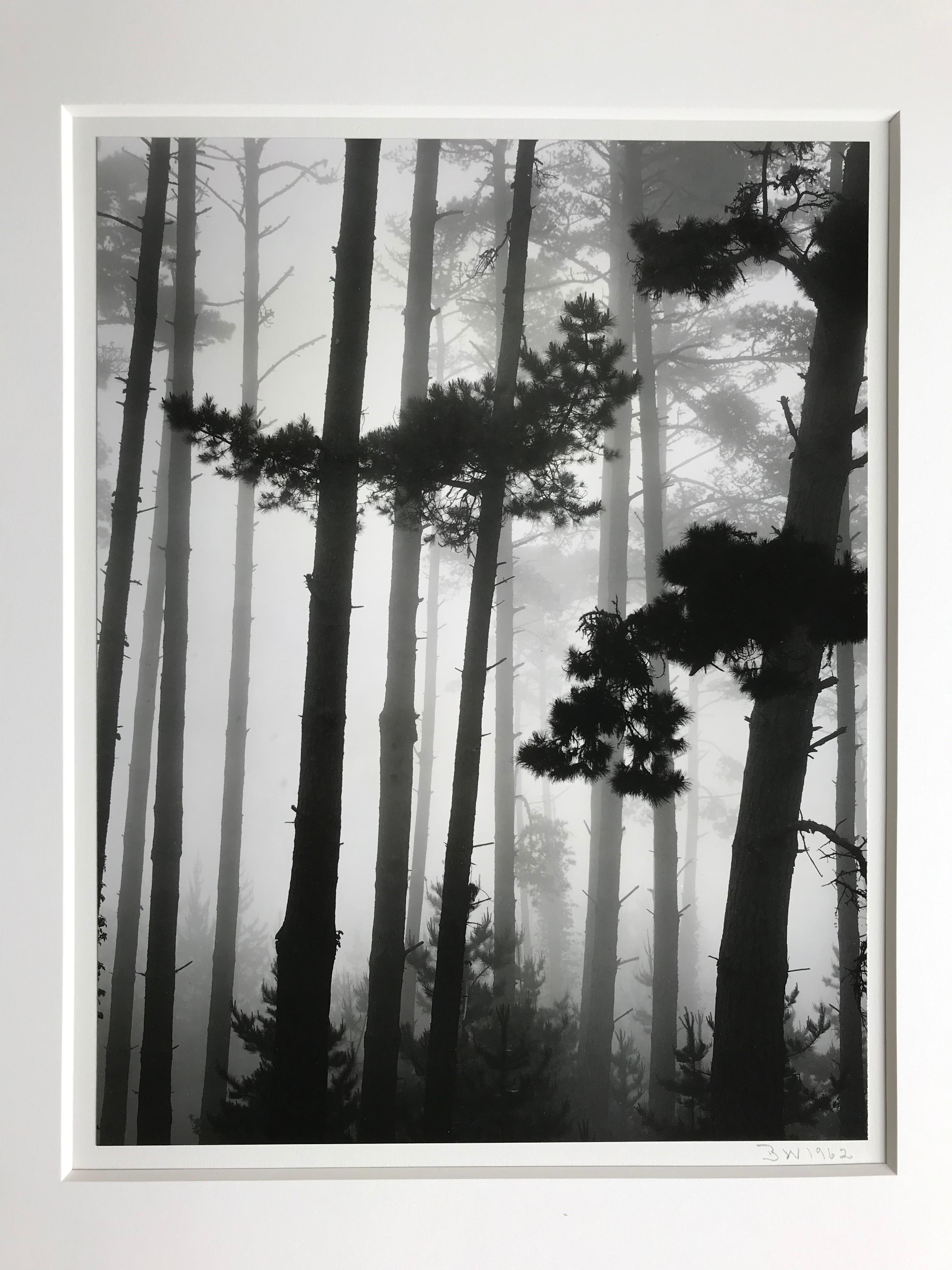 Brett Weston Black and White Photograph - Monterey Pines 1962 Vintage Photograph