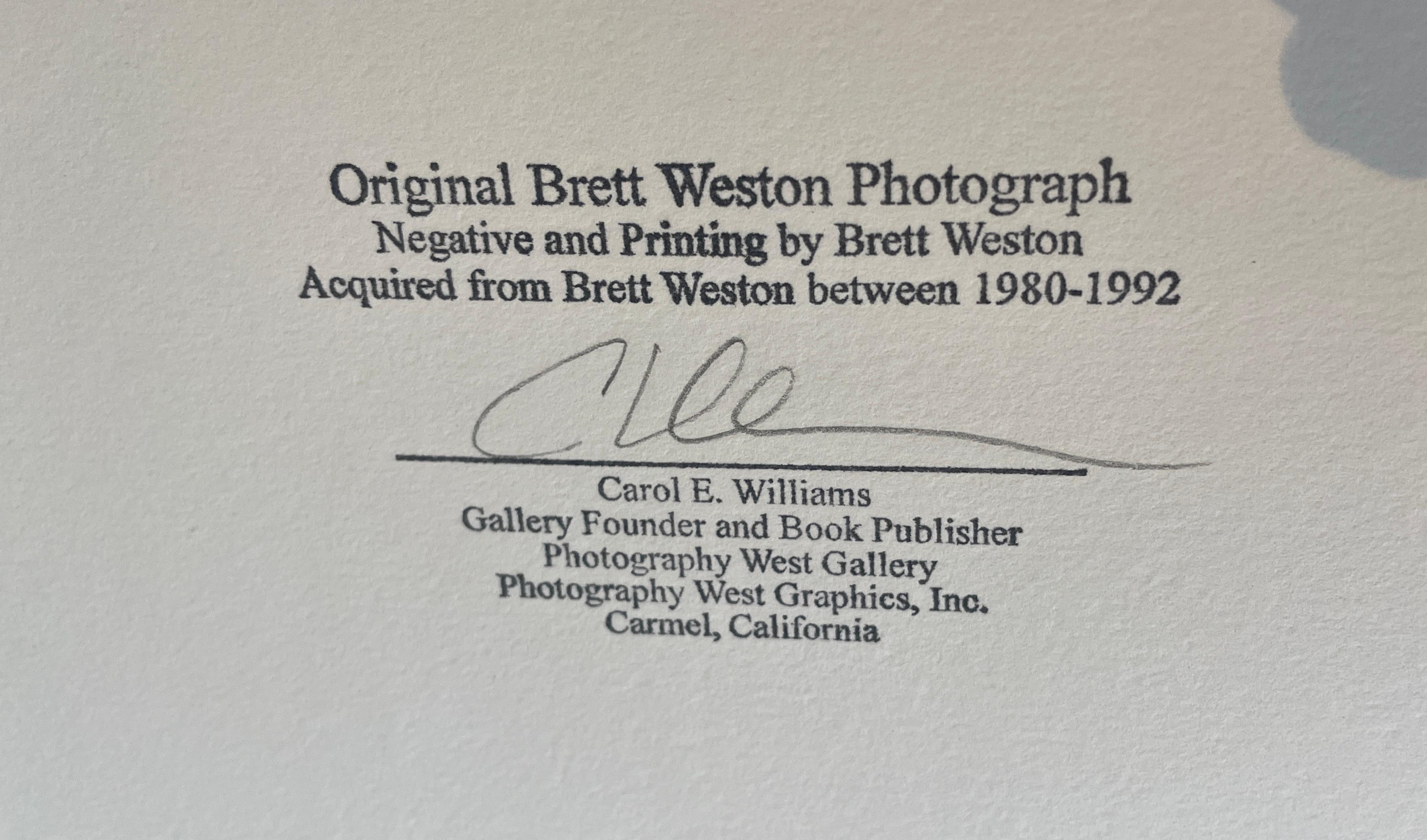Akt 1975 (Schwarz), Black and White Photograph, von Brett Weston