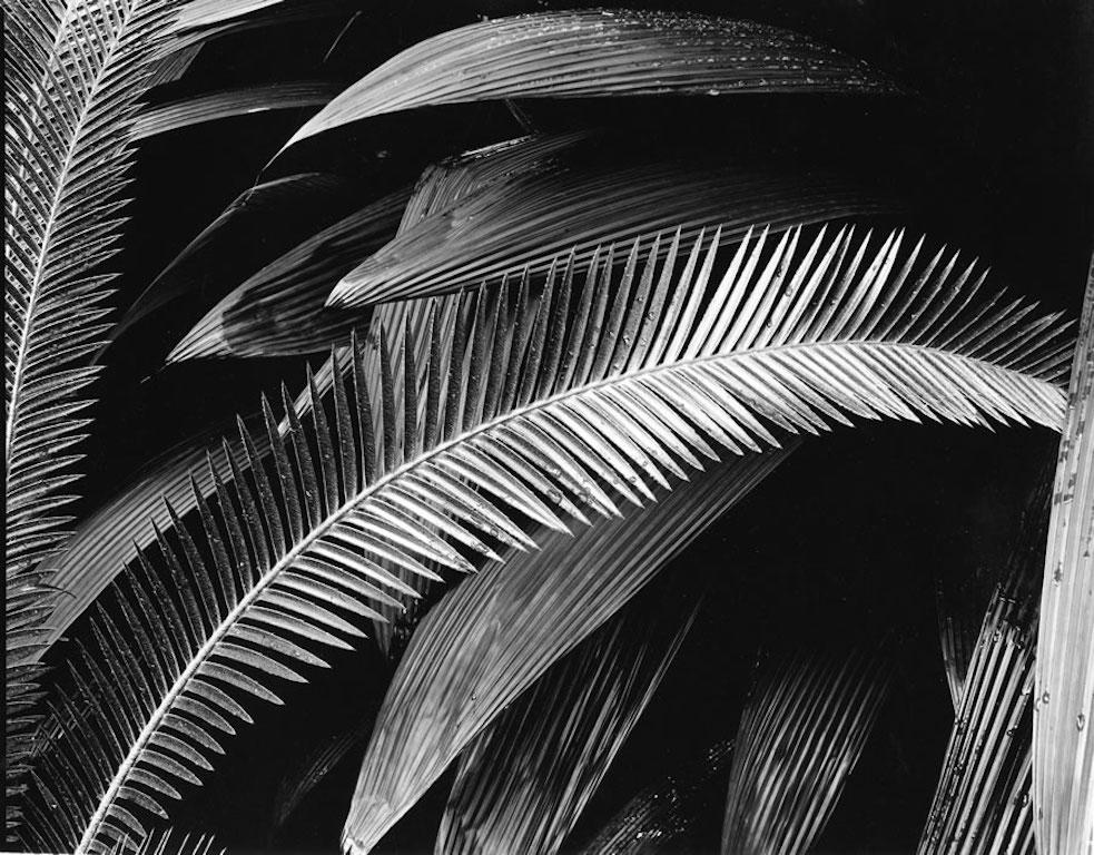 Brett Weston Abstract Photograph - Palms Bronx Botanical Gardens New York  - Rarest Size Black and White Abstract