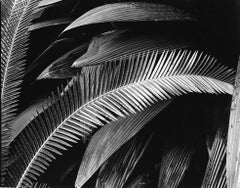 Vintage Palms Bronx Botanical Gardens New York  - Rarest Size Black and White Abstract