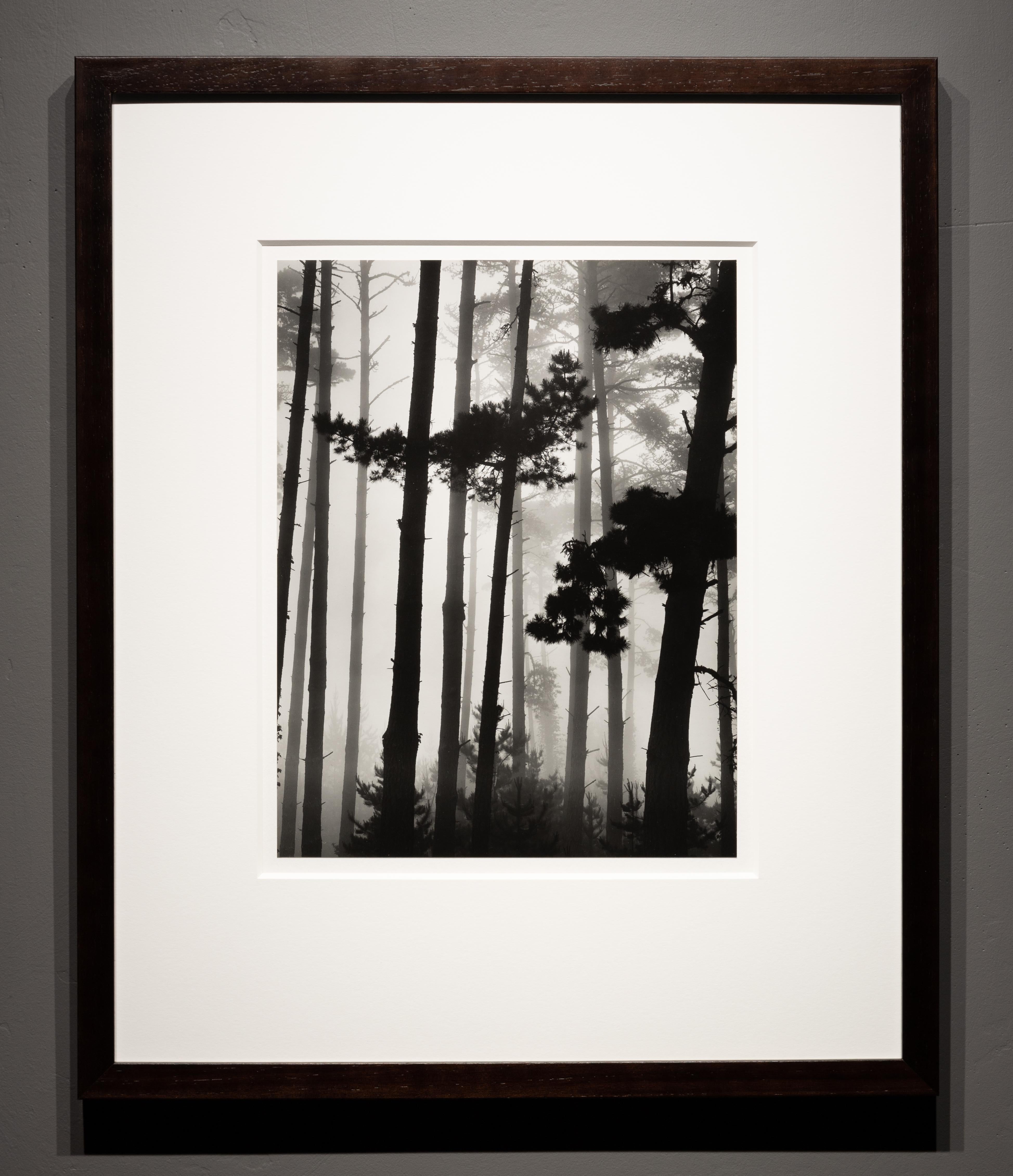 Kiefern in Fog, Monterey, Kalifornien – Photograph von Brett Weston