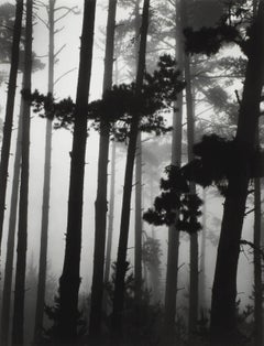 Pinos en la Niebla, Monterey, CA