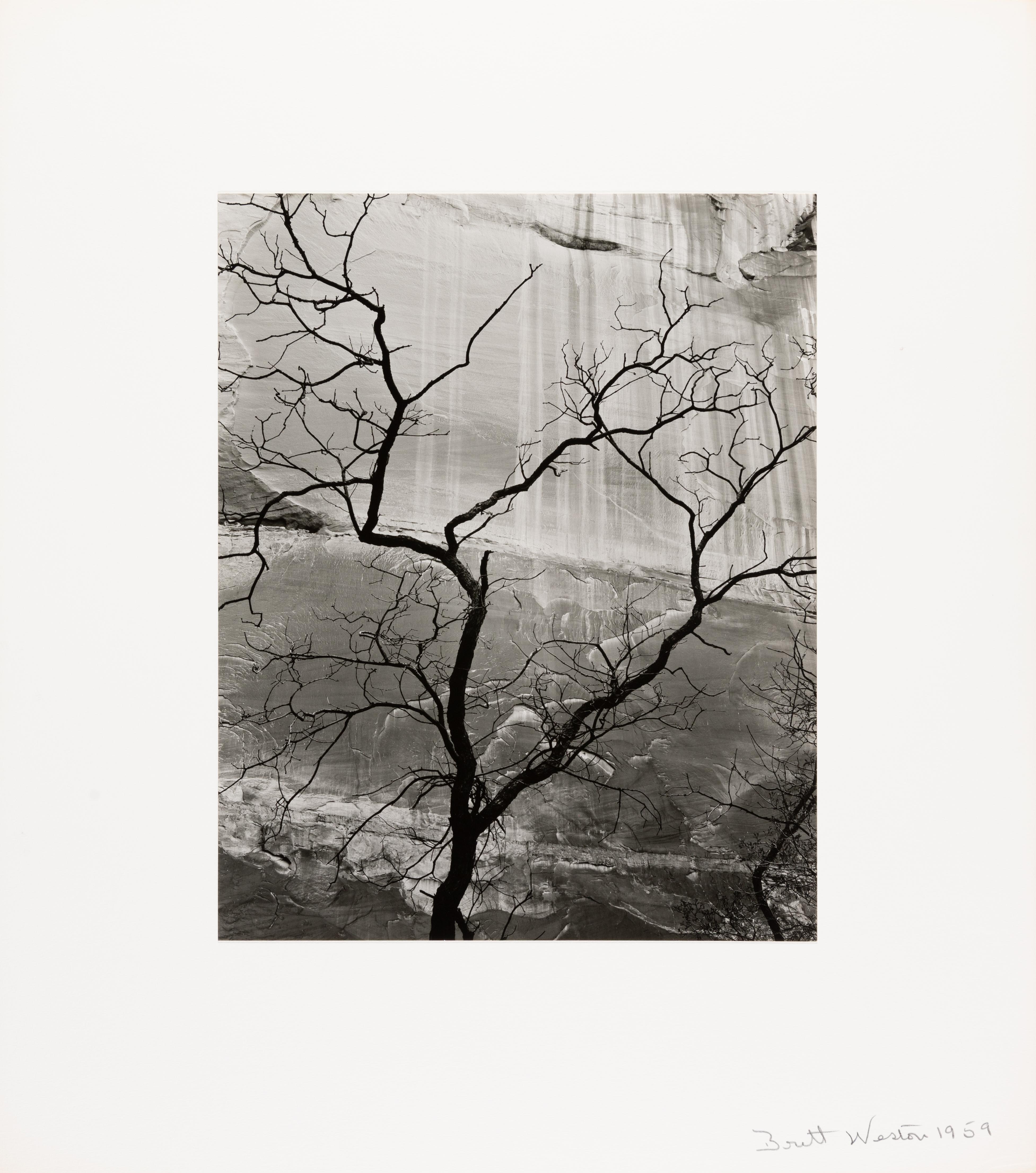 Tree and Rock Wall, Glen Canyon - Photograph by Brett Weston