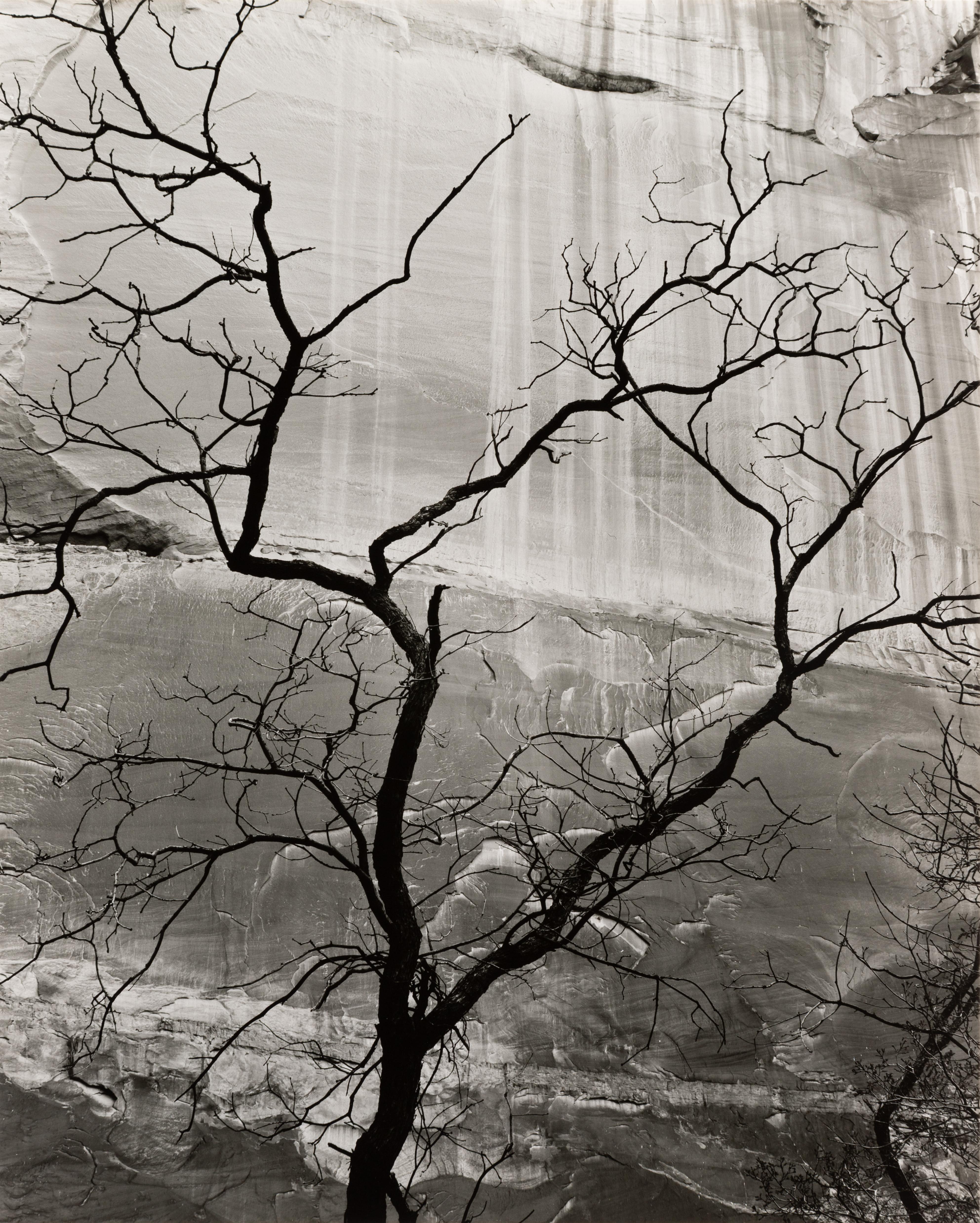 Brett Weston Black and White Photograph - Tree and Rock Wall, Glen Canyon