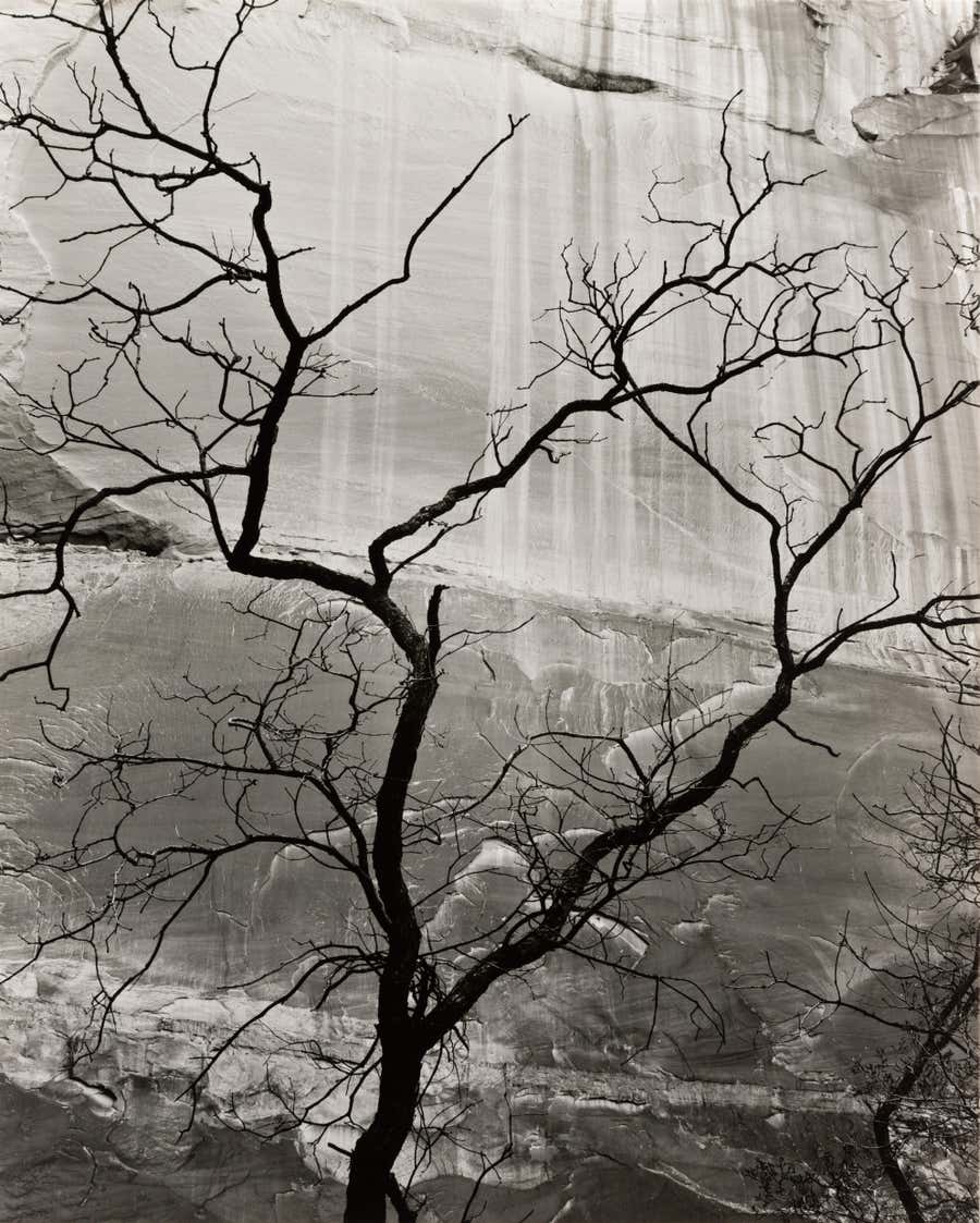 Tree and Rock Wall, Glen Canyon
