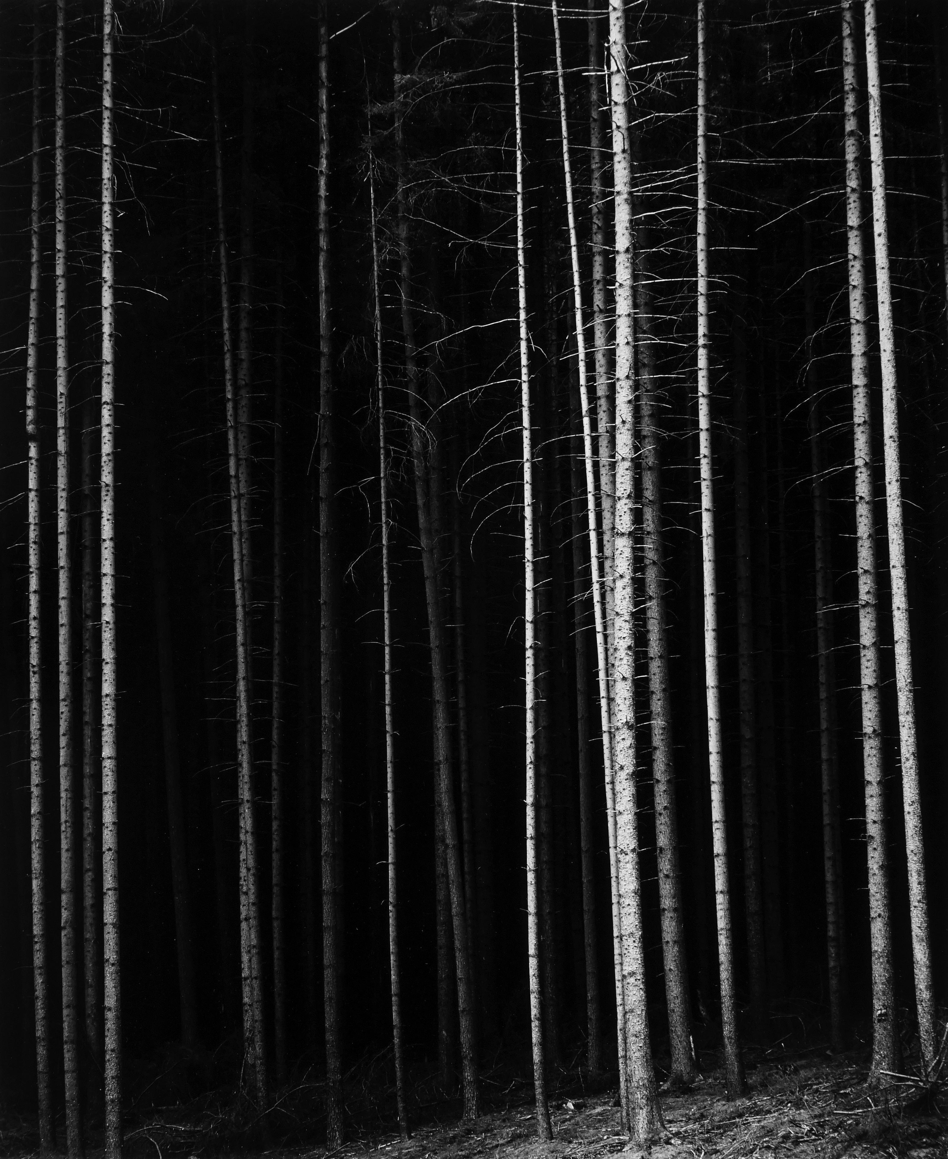 Brett Weston Black and White Photograph - Trees, CA, 1968 (Printed 1970's)