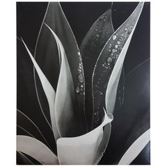 Brett Weston, Untitled 'Agave Plant with Dew', Photograph