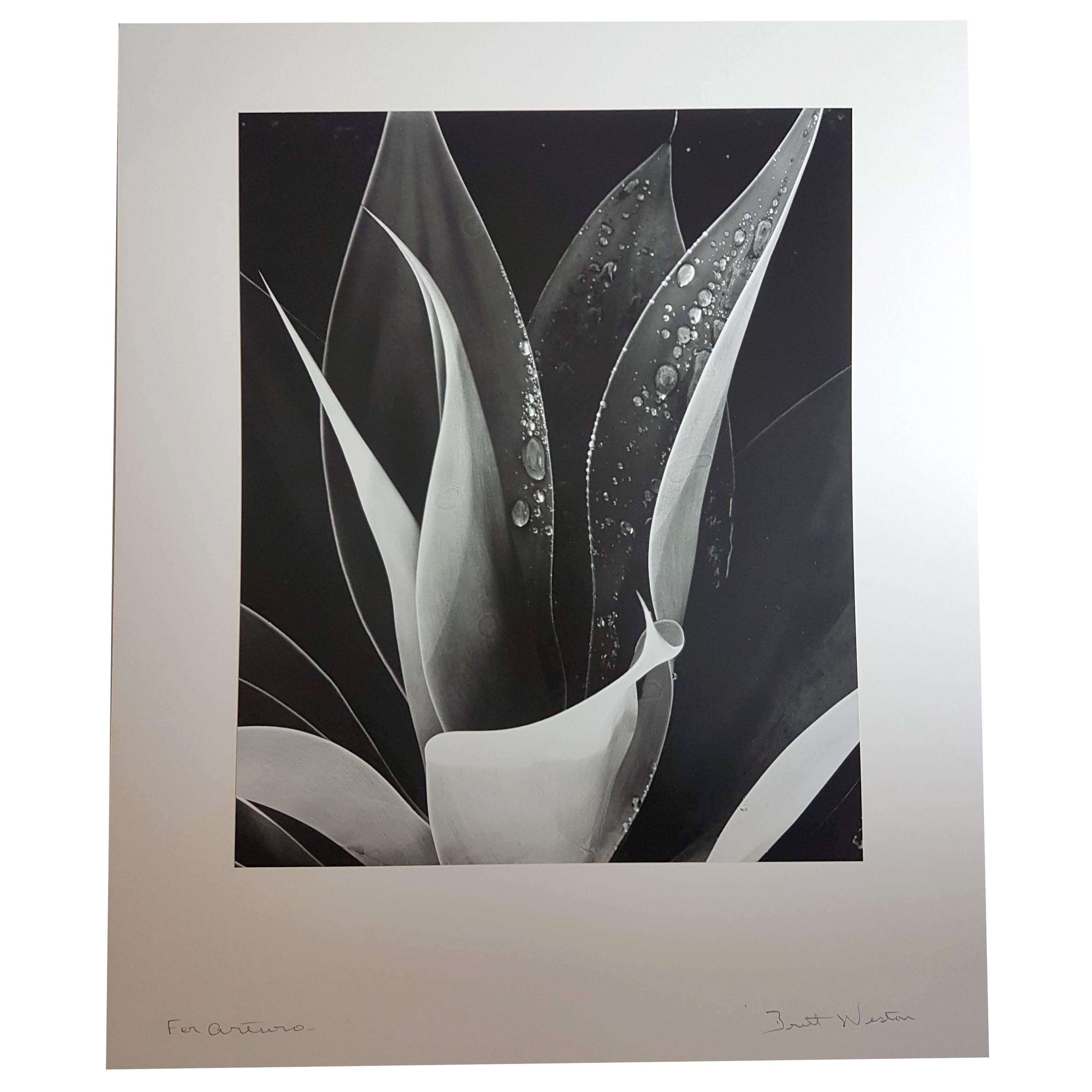 Outstanding silver gelatin photograph depicting an agave plant sprayed with dew by American photographer Brett Weston.

Signed on illustration board. Dedicated 