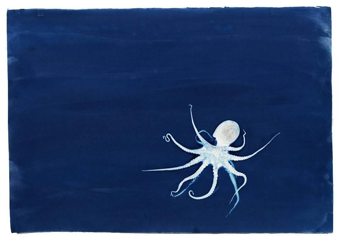 Brian Buckley Figurative Photograph - Octopus (Ascend)