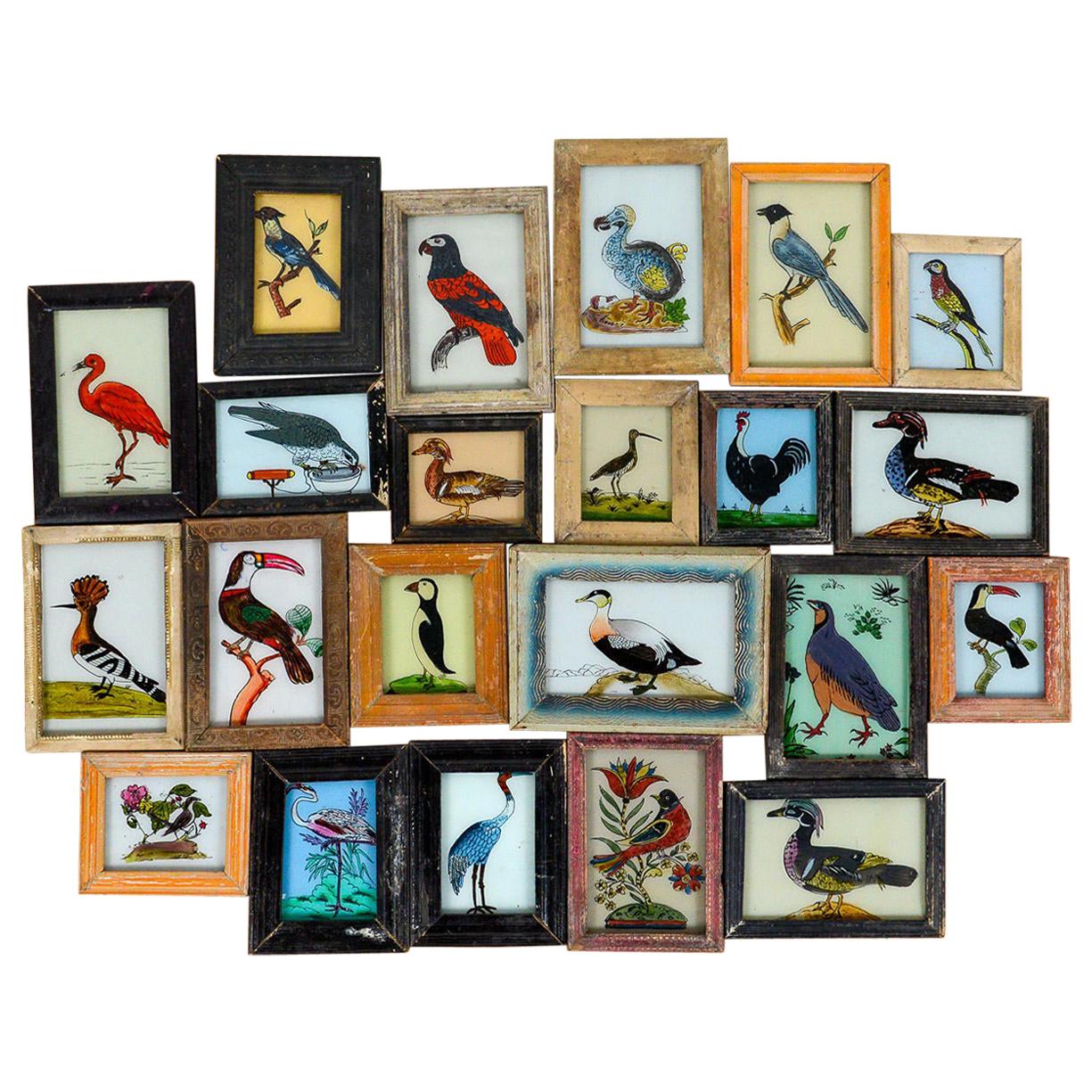 Brightly Colored Framed Indian Bird Painting, 20th Century For Sale