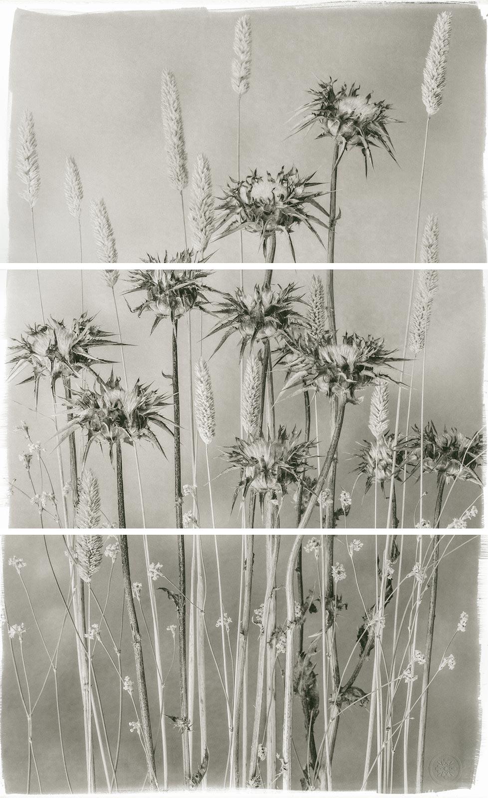 Brigitte Carnochan. Platinum palladium print, Triptych. Edition of 25. Signed, Dated, Editioned and Titled on Print Recto. Print is matted 24x30".
