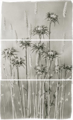 Brigitte Carnochan, Valley Grasses and Thistle, 2012