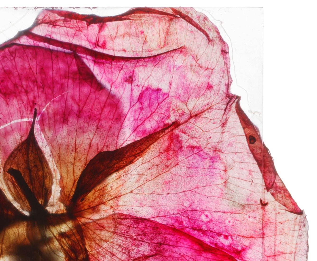 Une nouvelle aube fleurit - Brigitte Lustenberger, Fleur, Nature morte, Couleur, Rose en vente 1