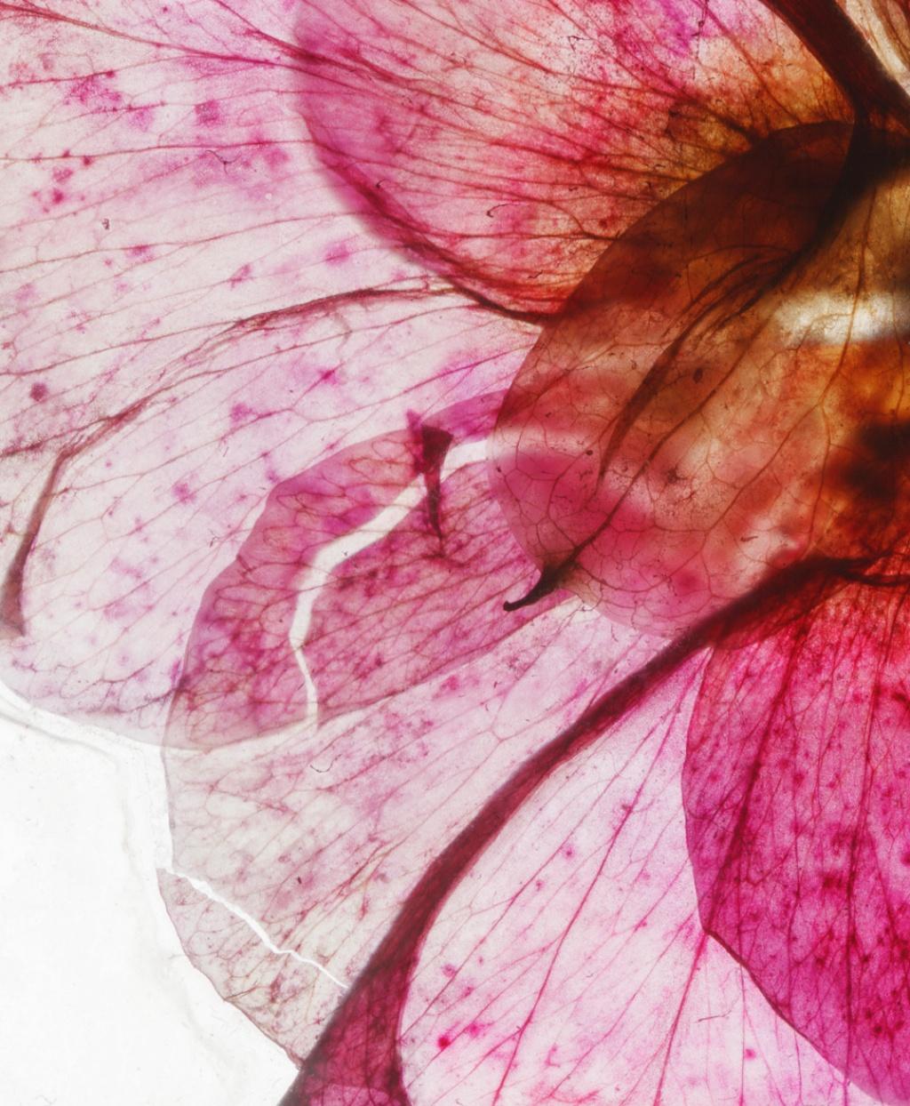 Une nouvelle aube fleurit - Brigitte Lustenberger, Fleur, Nature morte, Couleur, Rose en vente 2