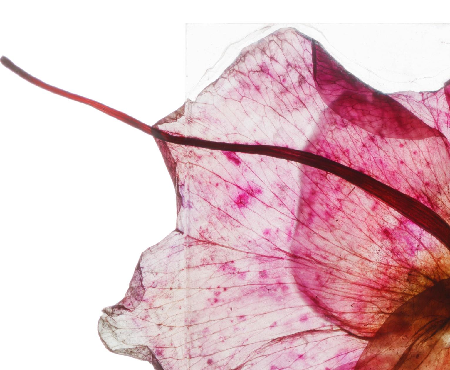 Brigitte Lustenberger, Blume, Stillleben, Farbe, Rose, Neues Morgentau im Angebot 3
