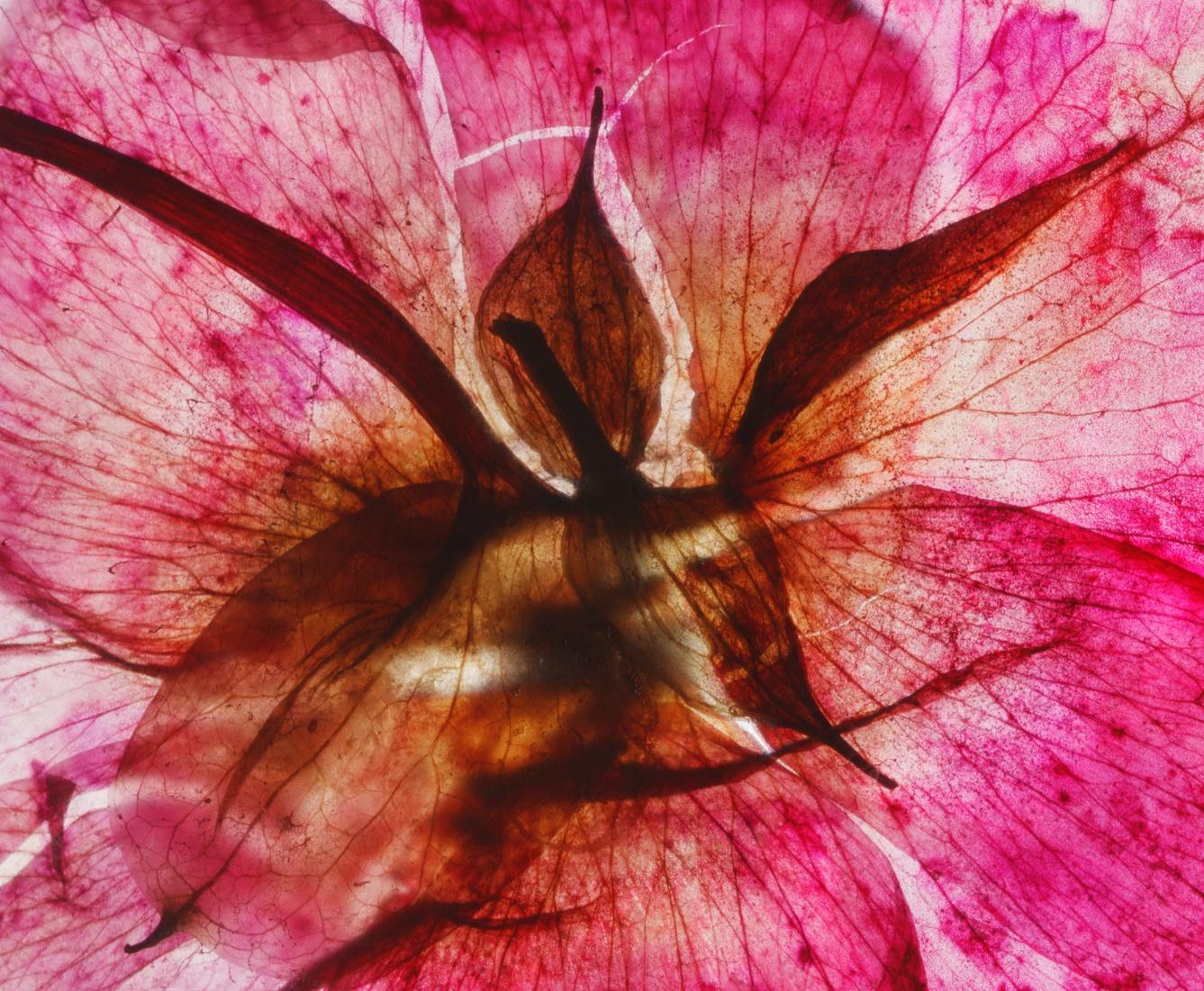 Brigitte Lustenberger, Blume, Stillleben, Farbe, Rose, Neues Morgentau im Angebot 4