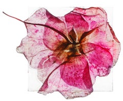 A new dawn blooms – Brigitte Lustenberger, Flower, Still Life, Colour, Rose