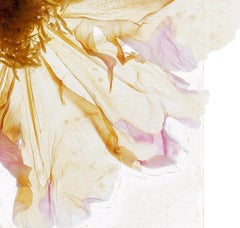 All the light we cannot see – Brigitte Lustenberger, Flower