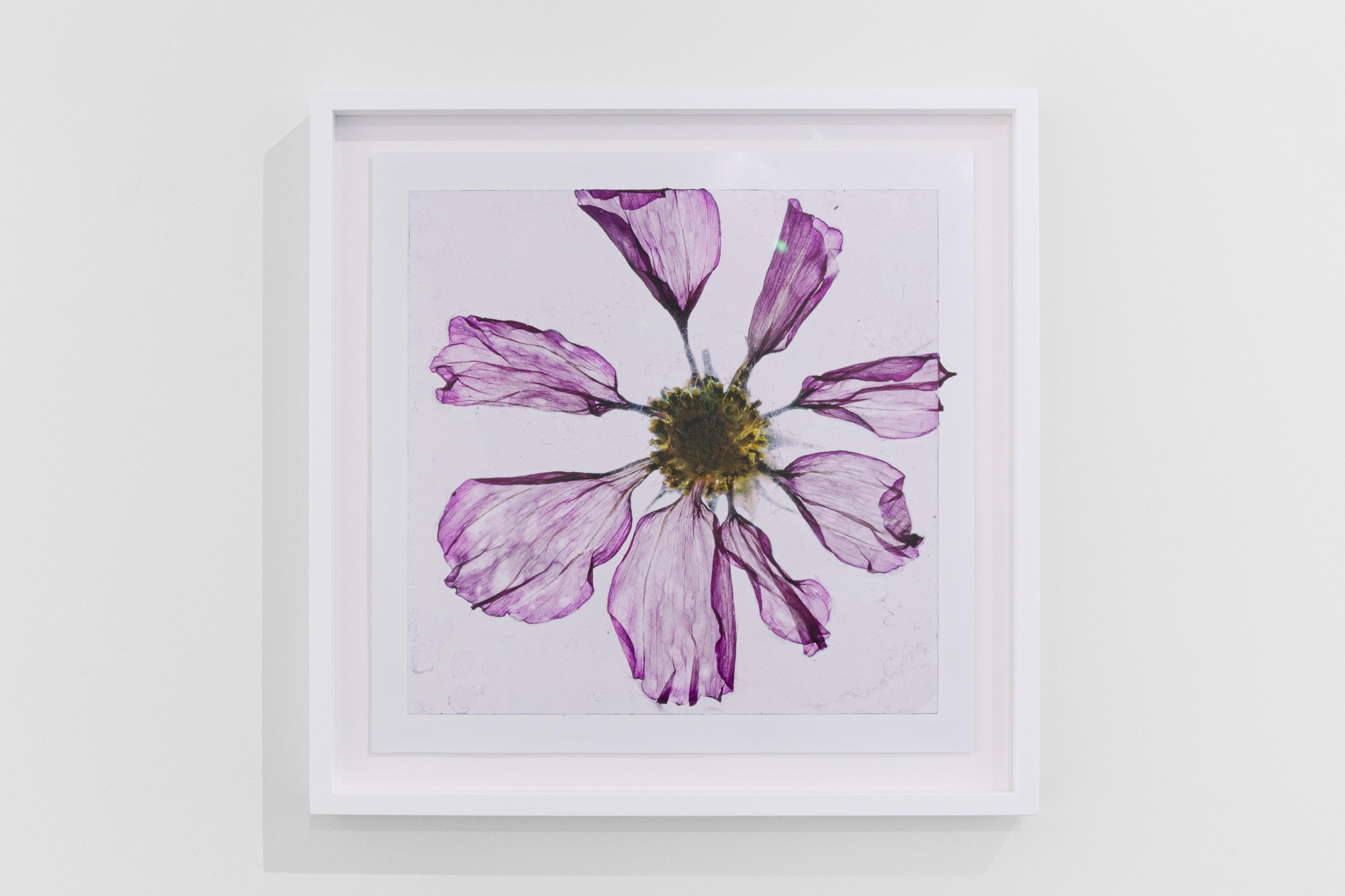 Blumen Unbekannt 10 Brigitte Lustenberger, Blumen, Stillleben, Kunst, Flora im Angebot 5