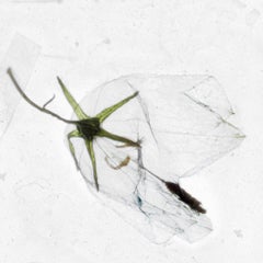 Una vez tuve diez años - Brigitte Lustenberger, Flor, Naturaleza muerta, Color