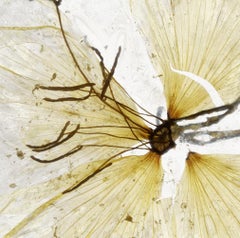 Je me demande si cela ne plaît pas à Brigitte Lustenberger, Fleur, Nature morte, Couleurs