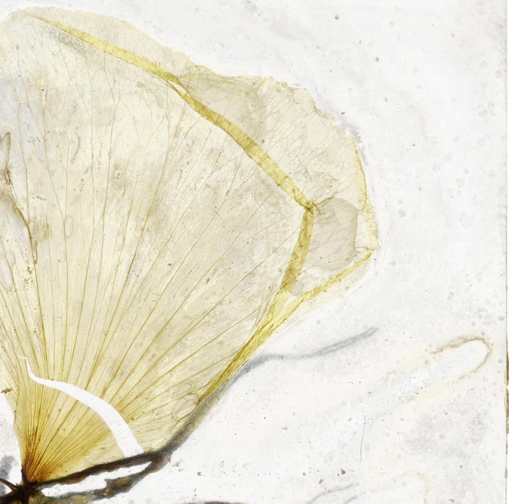 Brigitte Lustenberger, Blumen, Stillleben, Farben, Natur, Ich frage mich, ob es schätzt im Angebot 2