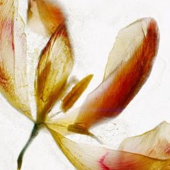 C'è qualcos'altro però  - Brigitte Lustenberger, Fiore, Natura morta