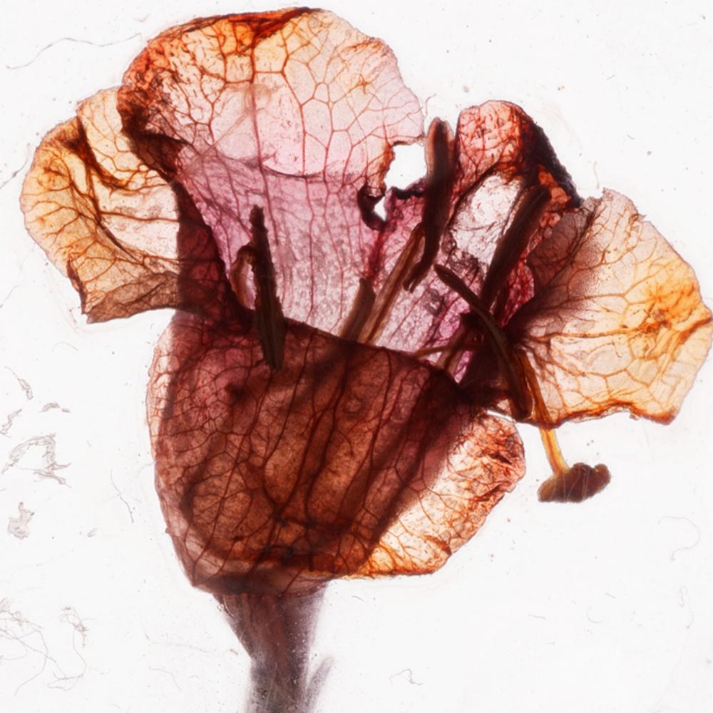 „Es ist alles ein Traum, Baby Brigitte Lustenberger, Blume, Stillleben, Farbe im Angebot 1
