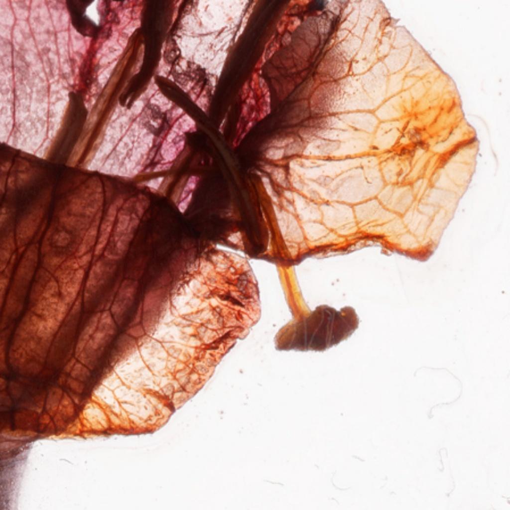 „Es ist alles ein Traum, Baby Brigitte Lustenberger, Blume, Stillleben, Farbe im Angebot 2