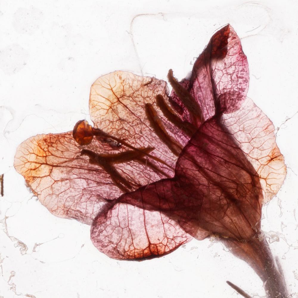 „Es ist alles ein Traum, Baby Brigitte Lustenberger, Blume, Stillleben, Farbe im Angebot 4
