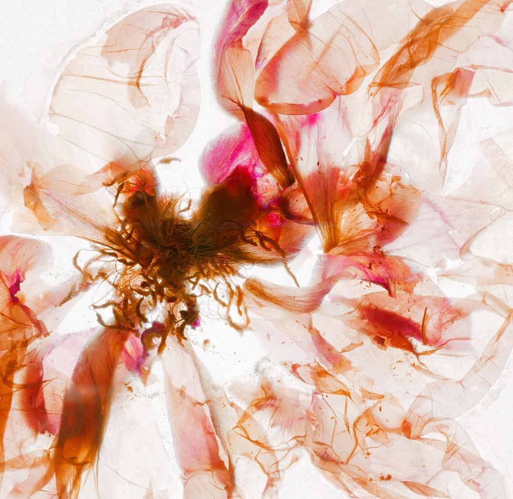 Kaleidoscopic vision – Brigitte Lustenberger, Flower, Still Life, Colour, Nature For Sale 1