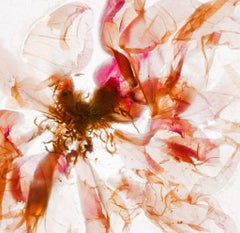 Visione caleidoscopica - Brigitte Lustenberger, Fiore, Natura morta, Colore, Nature