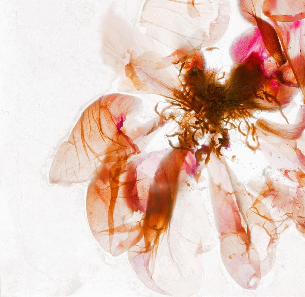 Kaleidoscopic vision – Brigitte Lustenberger, Flower, Still Life, Colour, Nature For Sale 2