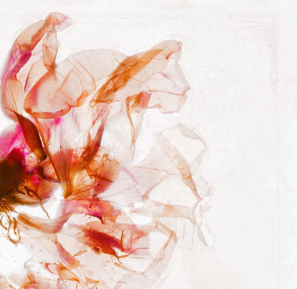 Kaleidoscopic vision – Brigitte Lustenberger, Flower, Still Life, Colour, Nature For Sale 3